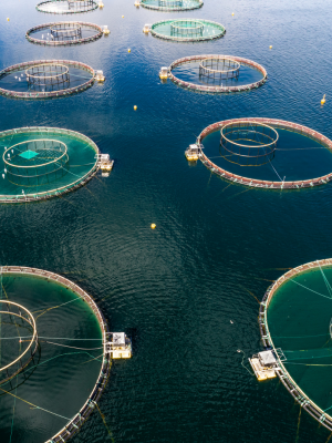 virbac aquaculture centrovet